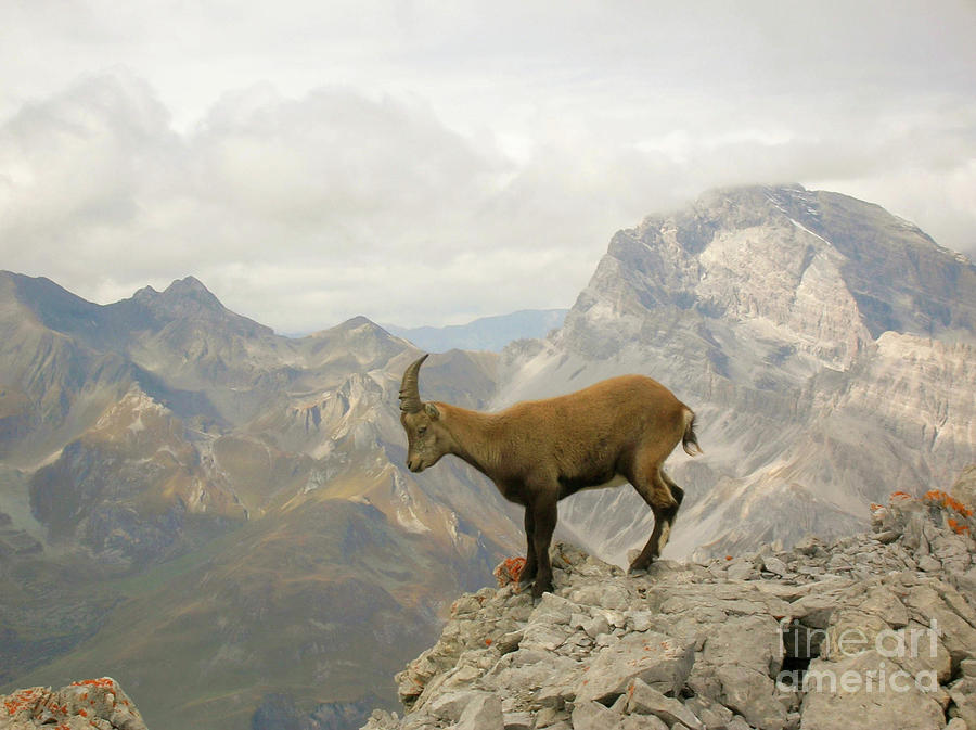 Goat Photograph - Promontory Rider by Nando Lardi