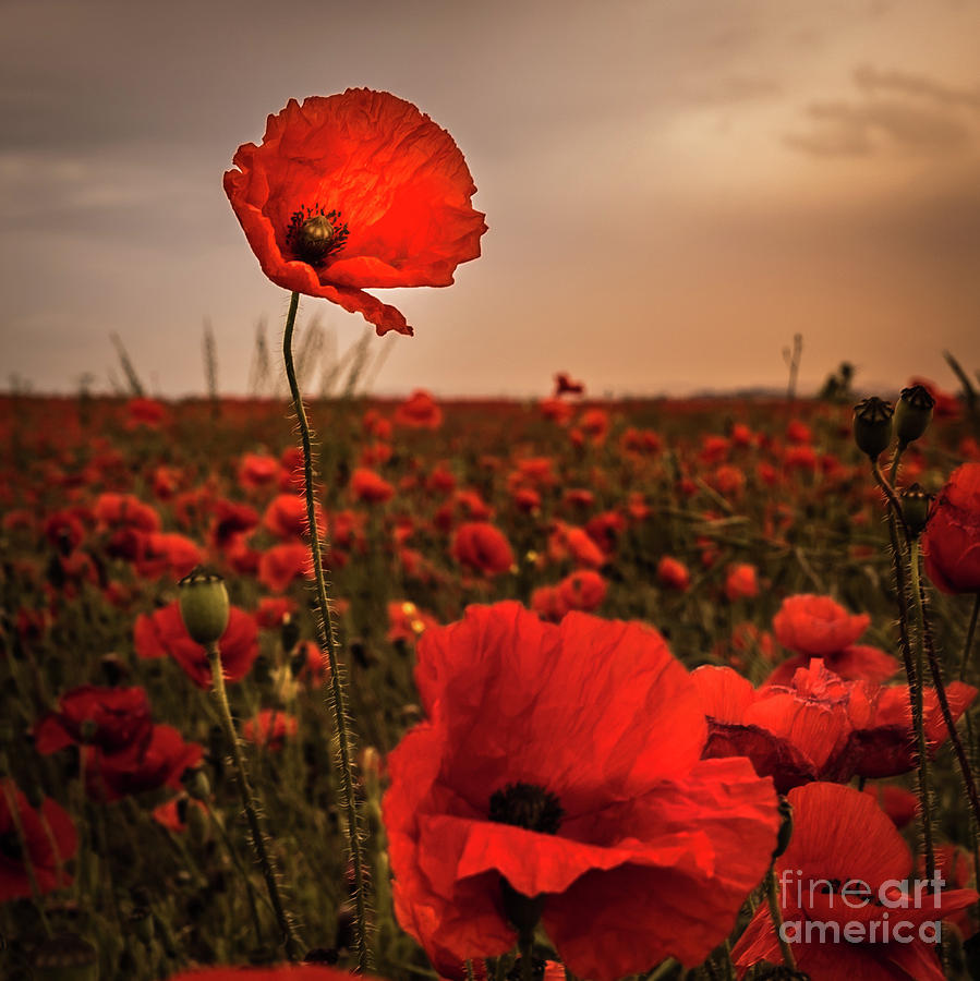 The Proud Poppy Photograph by Yorkshire In Colour - Fine Art America
