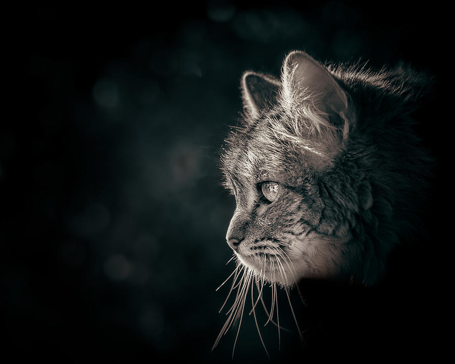 Animal Photograph - The Prowl by Francis Wilson