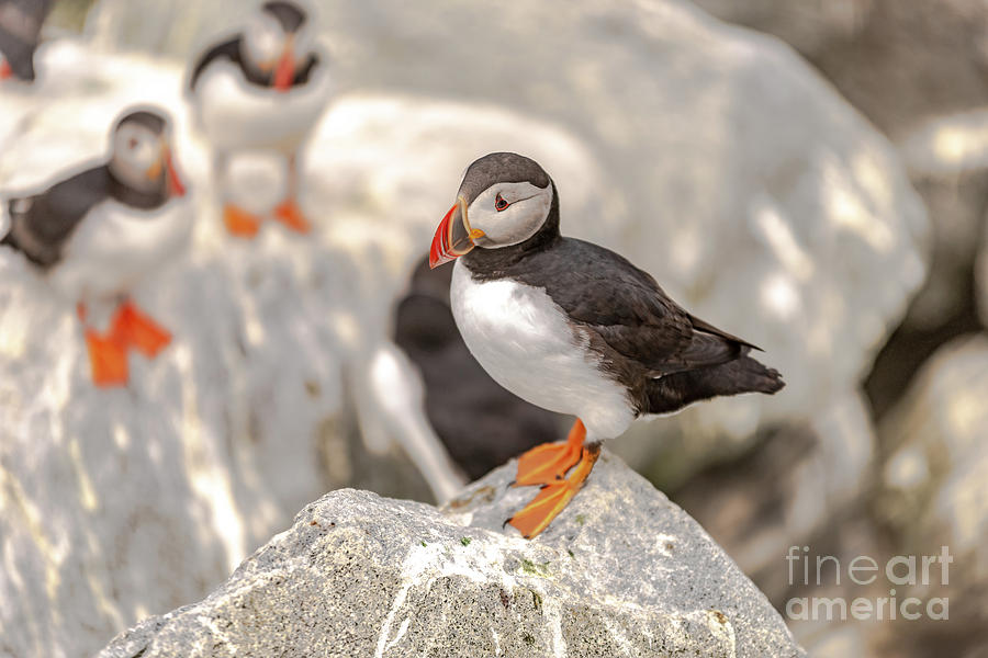 The Puffin Prince Photograph by Beverly Tabet