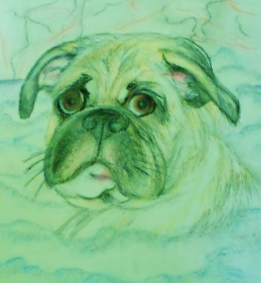 The Pug In The Tub Drawing