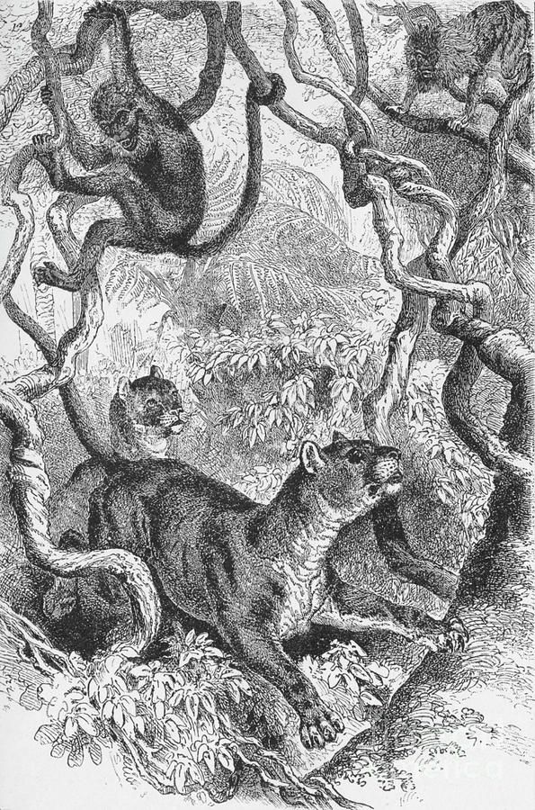 The Puma,  C1885 Drawing by Print Collector