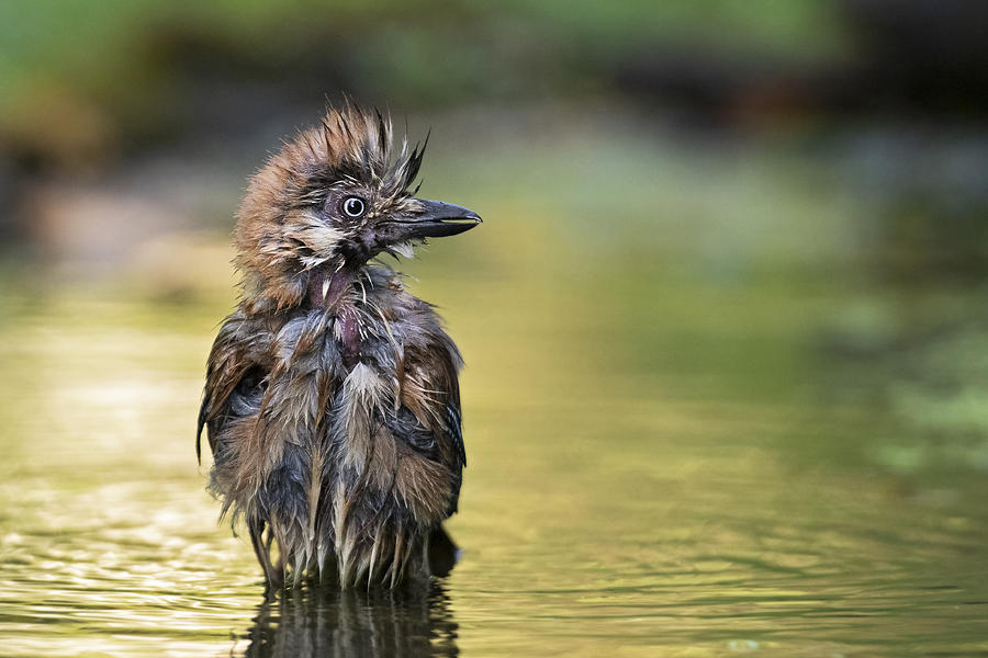 Summer Photograph - The Punk In The Pond by Marco Pozzi
