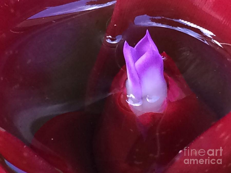 The purple flame  Photograph by Natalia Wallwork