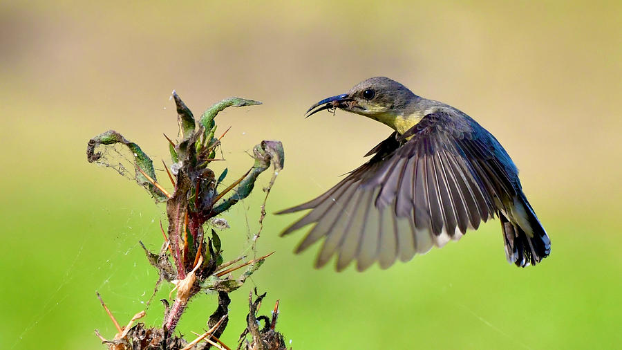 The Purple-rumped Sunbird Female - In Flight Photograph by Rohan Solankurkar