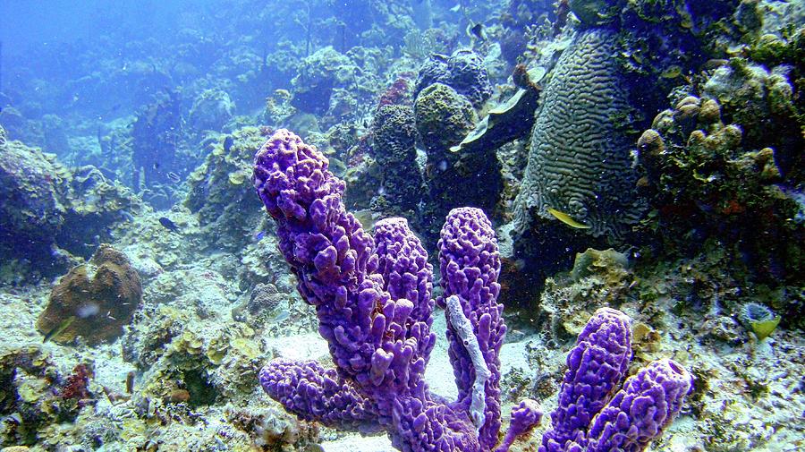 The Purple Sponge Photograph by Climate Change VI - Sales