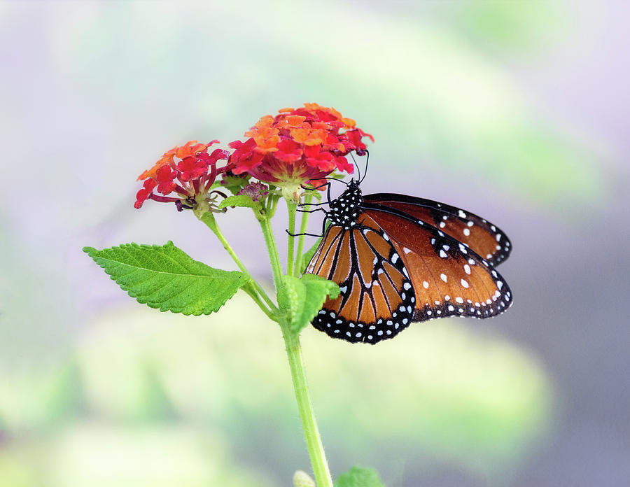 The Queen Of Butterflies  Photograph by Saija Lehtonen