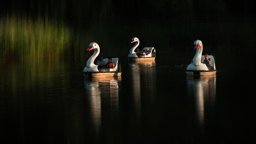 The Race Of The Swans Photograph by Nicolae  Stefanel Rusu