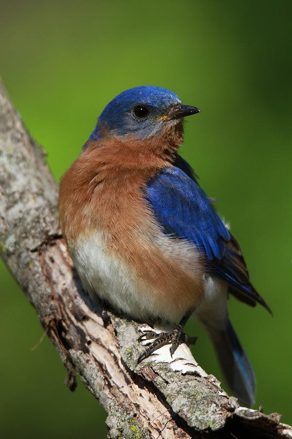 The Radiant Bluebird Photograph by Christopher Miles Carter - Fine Art ...