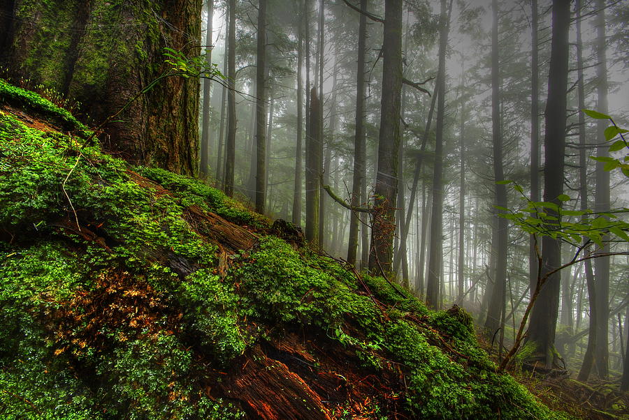 The Rain Forest Photograph by Carlos Rojas