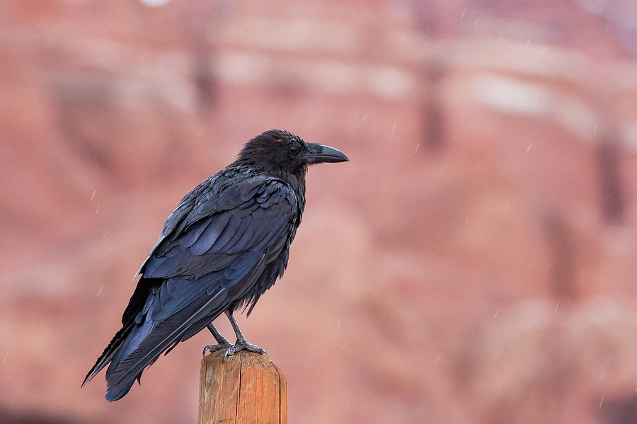 The Rainy Raven Photograph by Kyle Lee