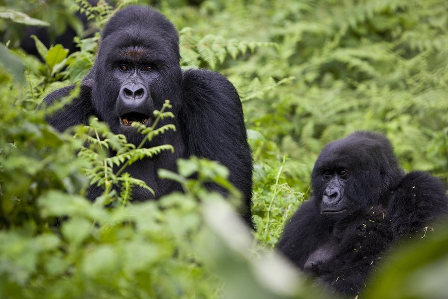 Gorilla Photograph - The Rangers Of Virunga National Park by Brent Stirton