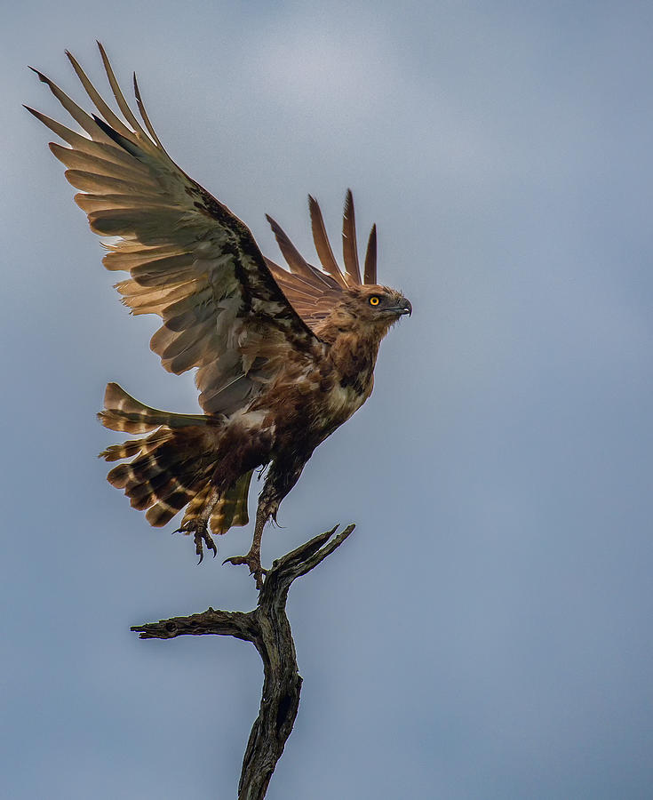 Bird Photograph - The Raptor Moves by Peet Van Den Berg