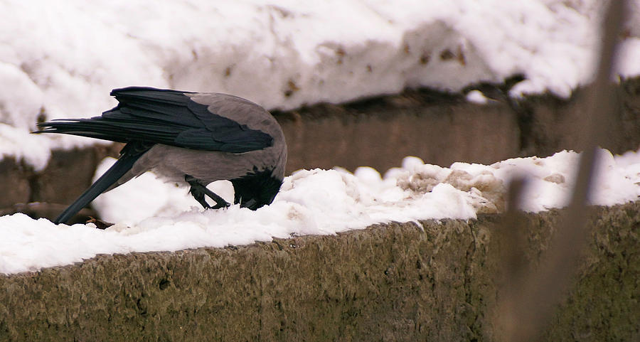 The Raven Photograph by Sean Henderson