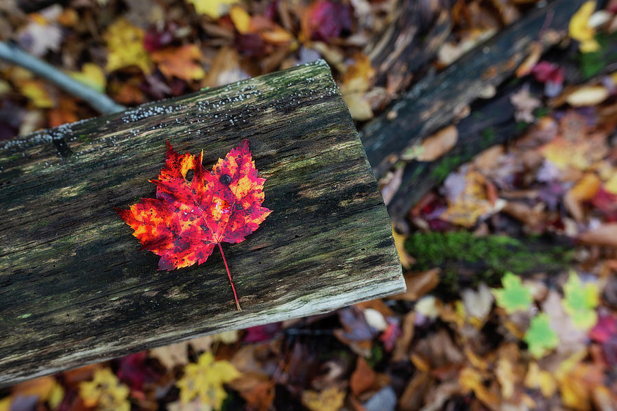 The Reason They Call It Fall by Brad Wenskoski The Reason They Call It Fall by Brad Wenskoski