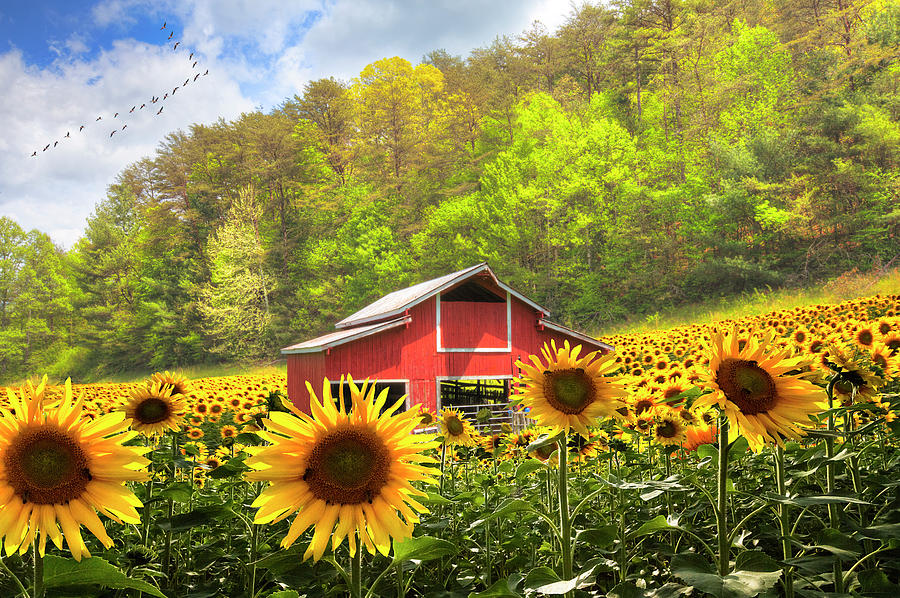 The Red Barn in Sunflowers Photograph by Debra and Dave Vanderlaan