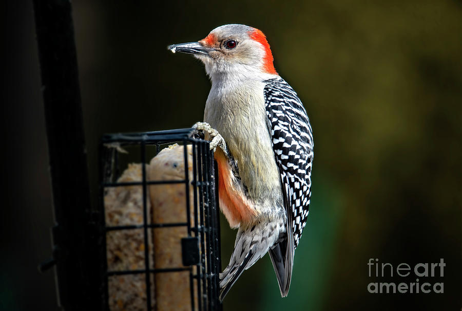 The Red Bellied Woodpecker Photograph by Sandra Js