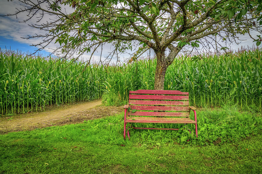 The Red Bench Photograph by Spencer McDonald