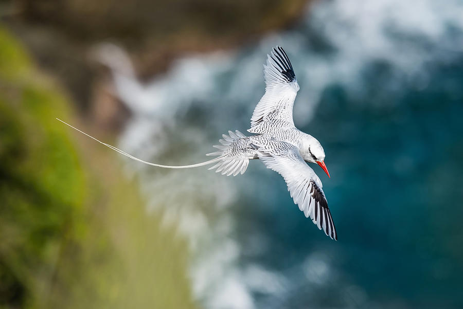 Bird Photograph - The Red-billed Tropicbird, Phaethon Aethereus, Is Flying Over The Bay, Tobago by Petr Simon