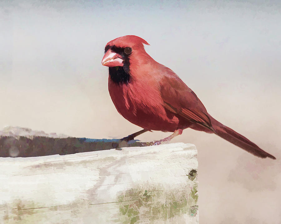 The Red Bird Photograph by Cathy Kovarik