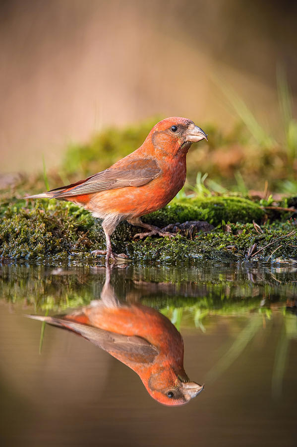 Bird Photograph - The Red Crossbill, Loxia Curvirostra by Petr Simon