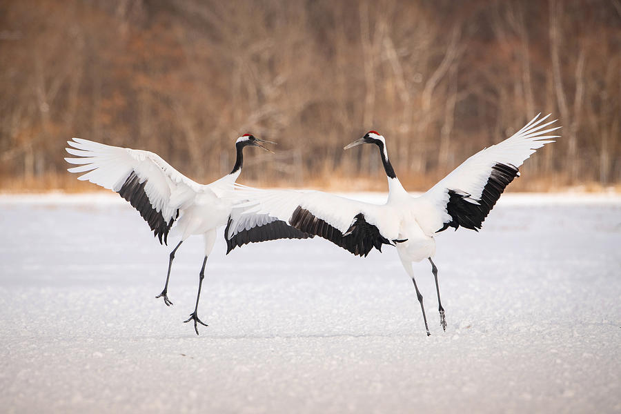 Crane Photograph - The Red-crowned Crane, Grus Japonensis by Petr Simon
