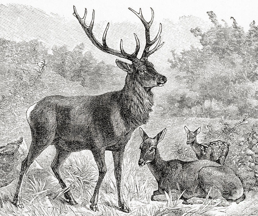 The red deer  Cervus elaphus Drawing by English School