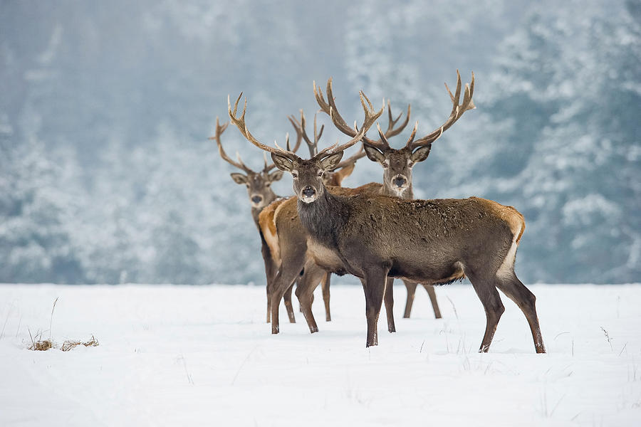 The Red Deer, Cervus Elaphus Photograph by Petr Simon