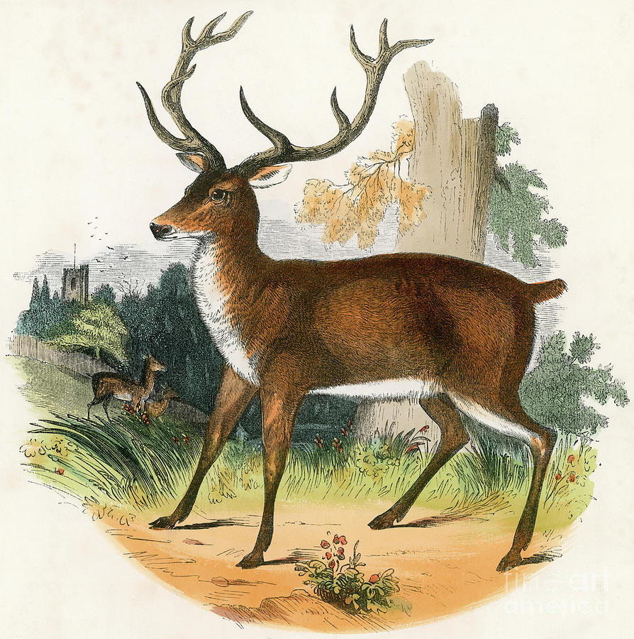  The Red Deer  engraving 19th century Drawing by English School
