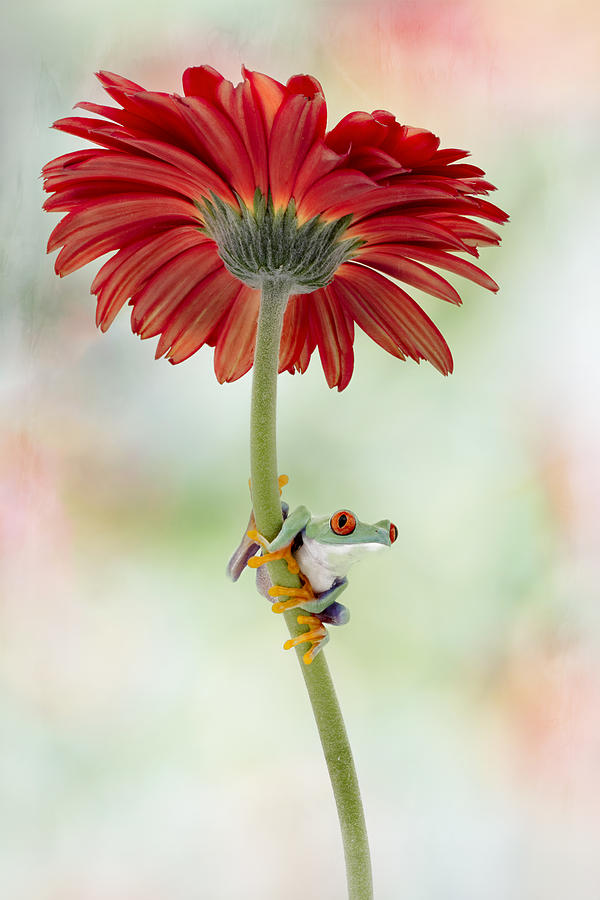 Daisy Photograph - The Red Eye And The Gerber Daisy by Linda D Lester