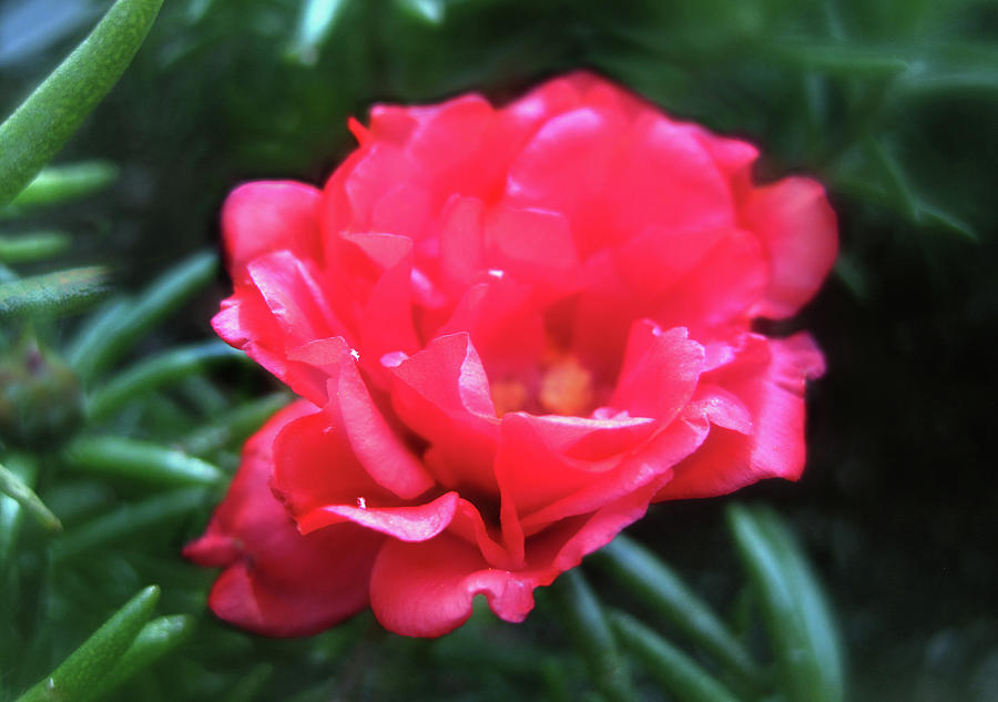 The Red Flower Photograph by Jaeda DeWalt