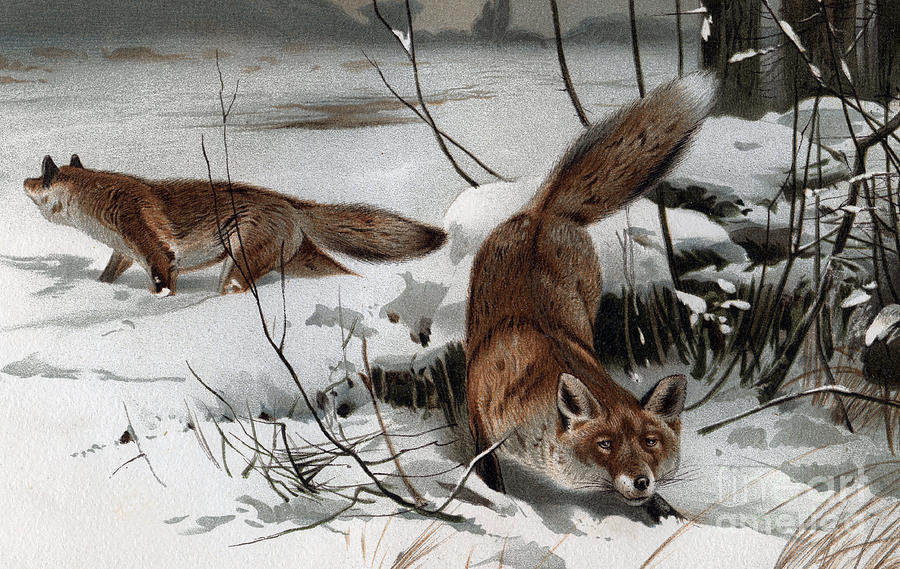 The red fox Vulpes vulpes Drawing by German School