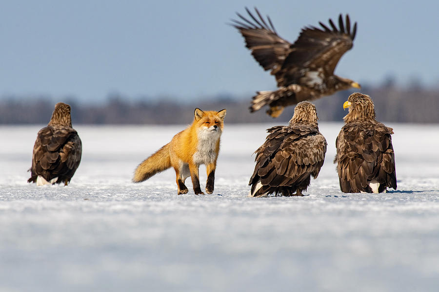 Fox Photograph - The Red Fox, Vulpes Vulpes by Petr Simon
