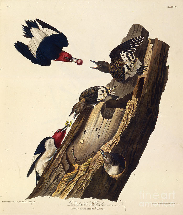 Woodpecker Drawing - The Red-headed Woodpecker by Heritage Images