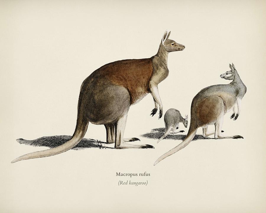 The red kangaroo  Macropus rufus  illustrated by Charles Dessalines D  Orbigny  1806 1876 2 Painting by Celestial Images