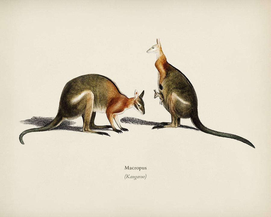The red kangaroo  Macropus rufus  illustrated by Charles Dessalines D  Orbigny  1806-1876  3 Painting by Celestial Images