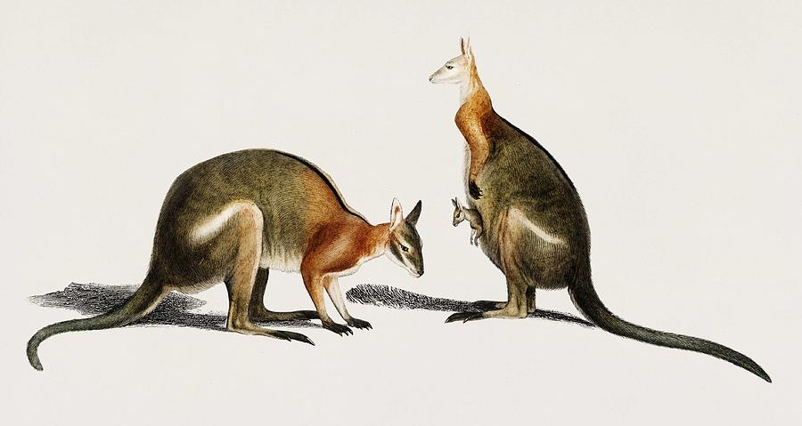 The red kangaroo  Macropus rufus  illustrated by Charles Dessalines D Orbigny  1806 1876  Painting by Celestial Images