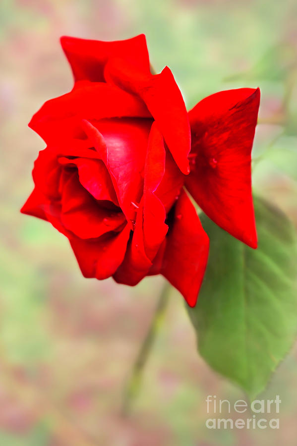Spring Photograph - Ravenous Red Rose by Sabrina L Ryan