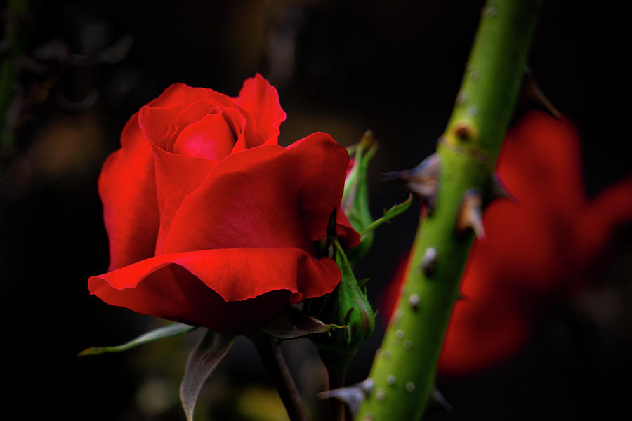 The red rose Photograph by Silvia Marcoschamer