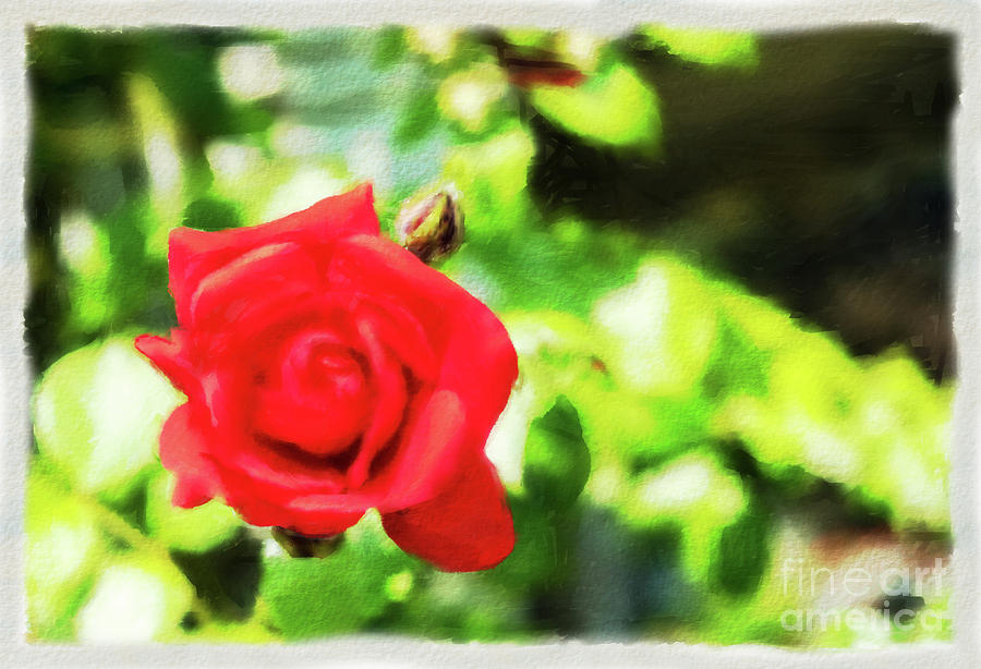 The red rose watercolor Mixed Media by Marina Usmanskaya