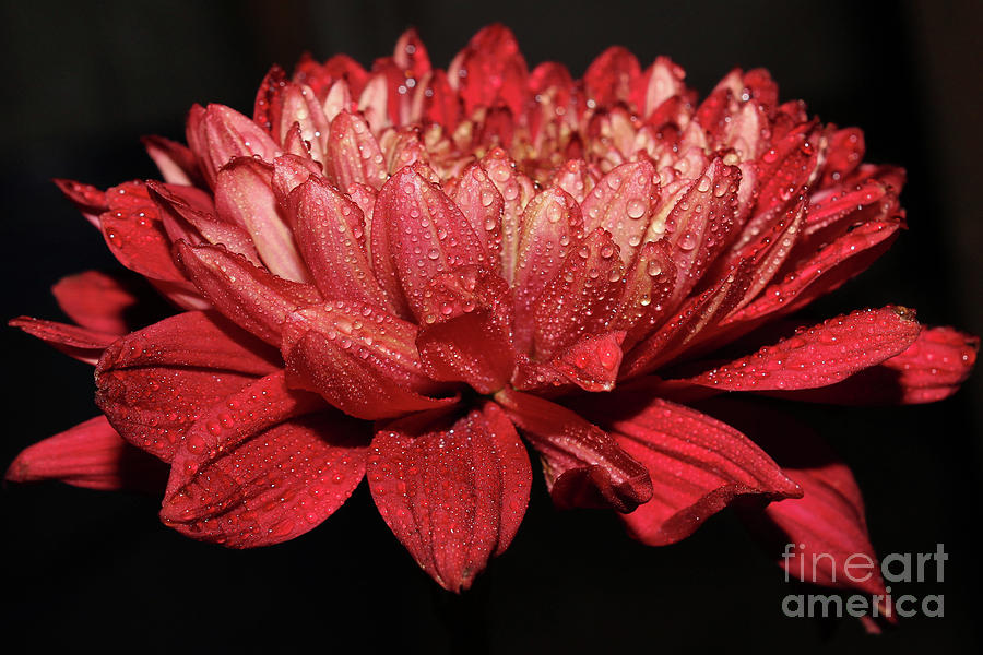 Nature Photograph - The Red by Saefull Regina