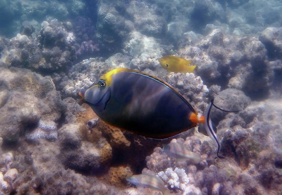 The Red Sea Orangespine Unicornfish  Photograph by Johanna Hurmerinta