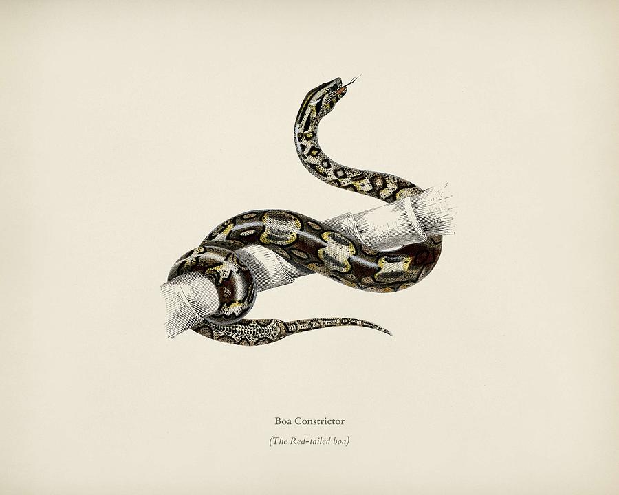 The Red tailed boa  Boa Constrictor illustrated by Charles Dessalines D Orbigny  1806 1876  Painting by Celestial Images