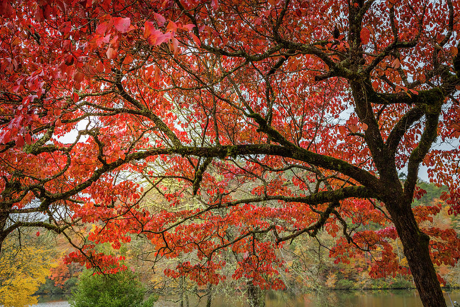 The Reds of Autumn Photograph by Debra and Dave Vanderlaan