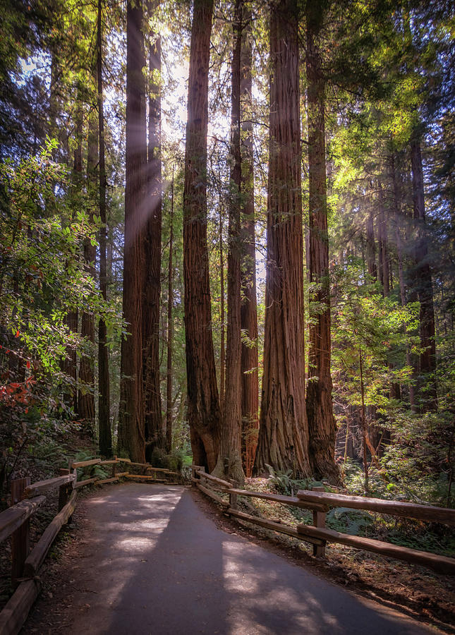 The Redwood Grove Photograph by Kristen Wilkinson