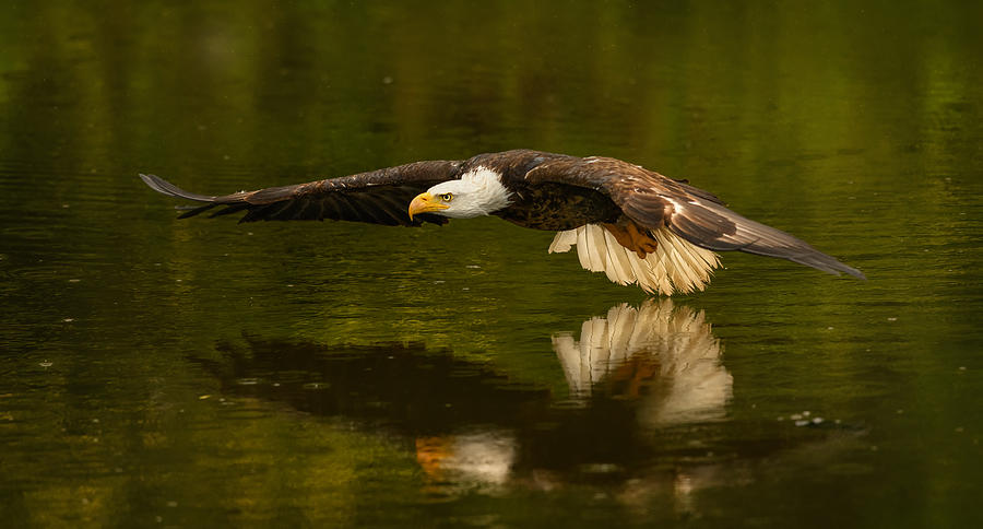 Eagle Photograph - The Reflective Pond by Susan Breau