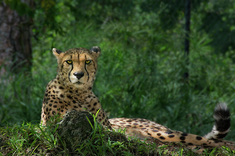 The Regal Cheetah Photograph by Mitch Spence