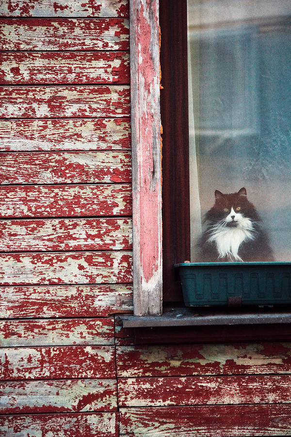 Cat Photograph - The Resident Of Beet Street by Alex Lo
