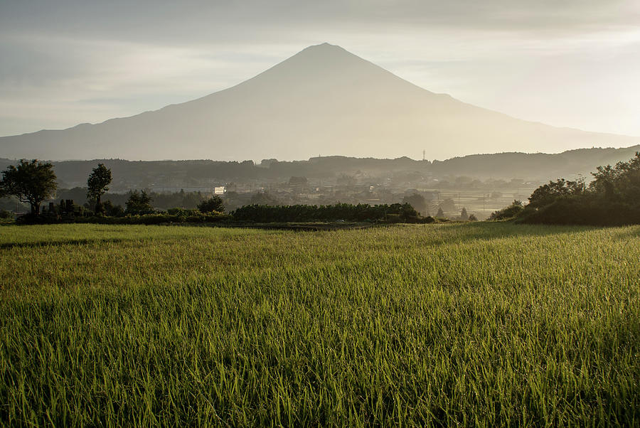 The Rice Field And Mt.fuji Photograph by Blueridgewalker