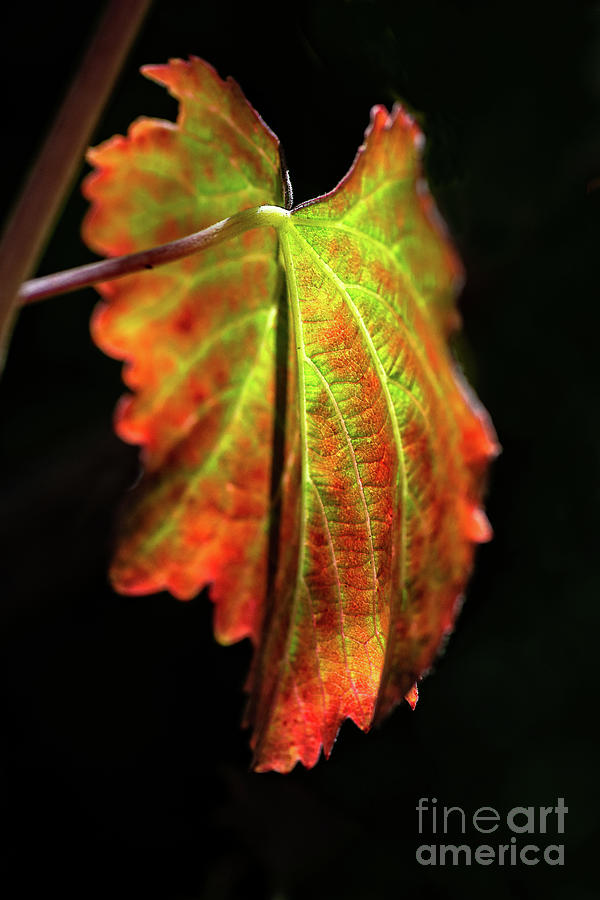 The Riches of Autumn by Susan Warren The Riches of Autumn by Susan Warren